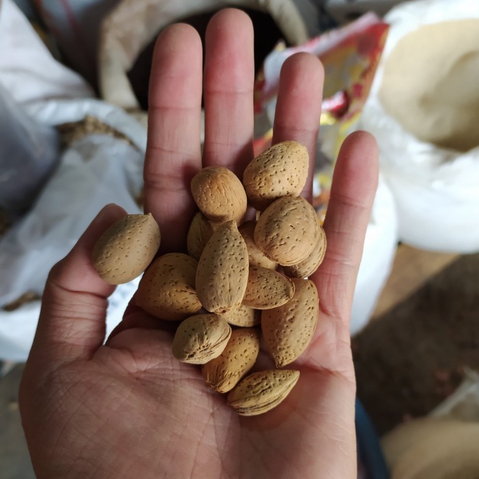 Jual Buah Biji Ketapang Almond Aceh 250gr Shopee Indonesia