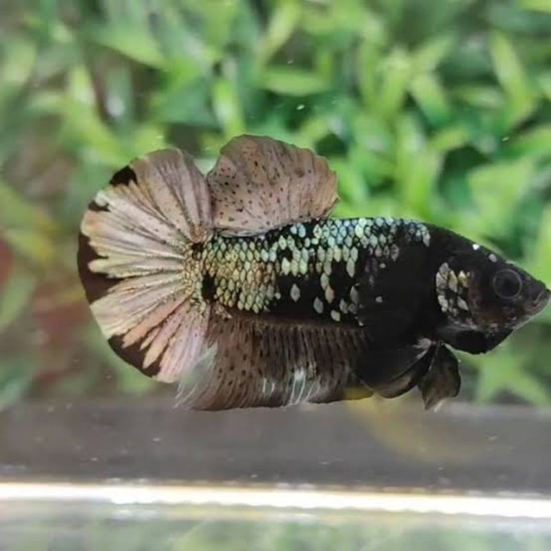Ikan Cupang Anakan Avatar Cooper Gold