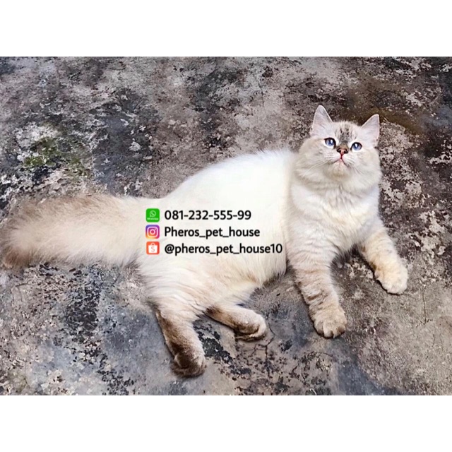Kucing Persia Himalaya #pheros_pet_house10 #pherospethouse
