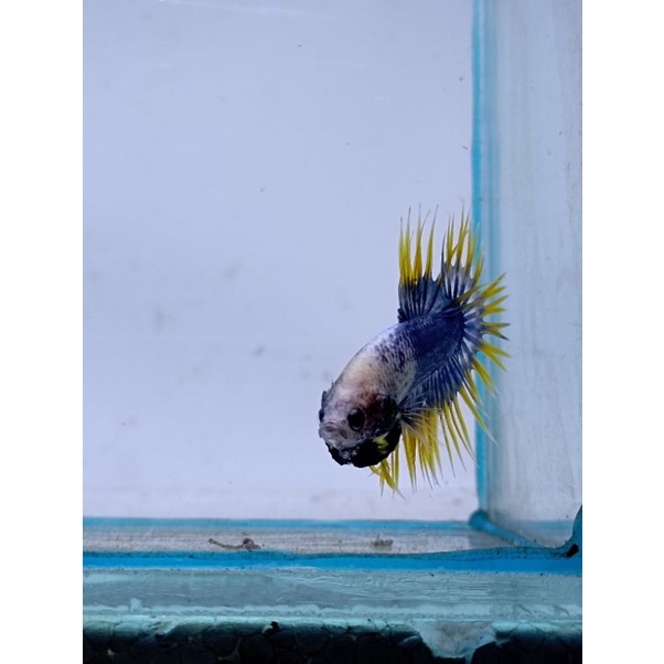 CUPANG YELLOW CROWNTAIL