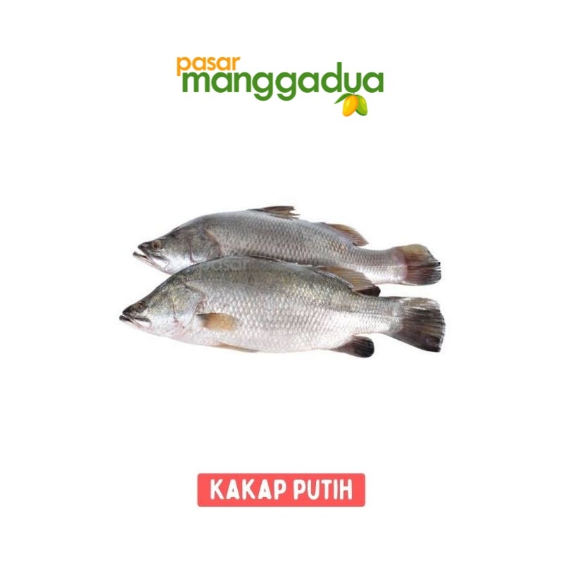 

FRESH !!! Ikan Kakap Putih Per Kg / Ikan Segar