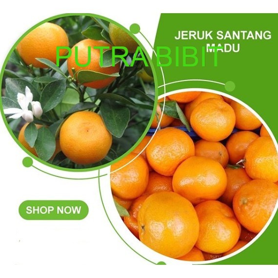 bibit jeruk santang madu berbuah besar