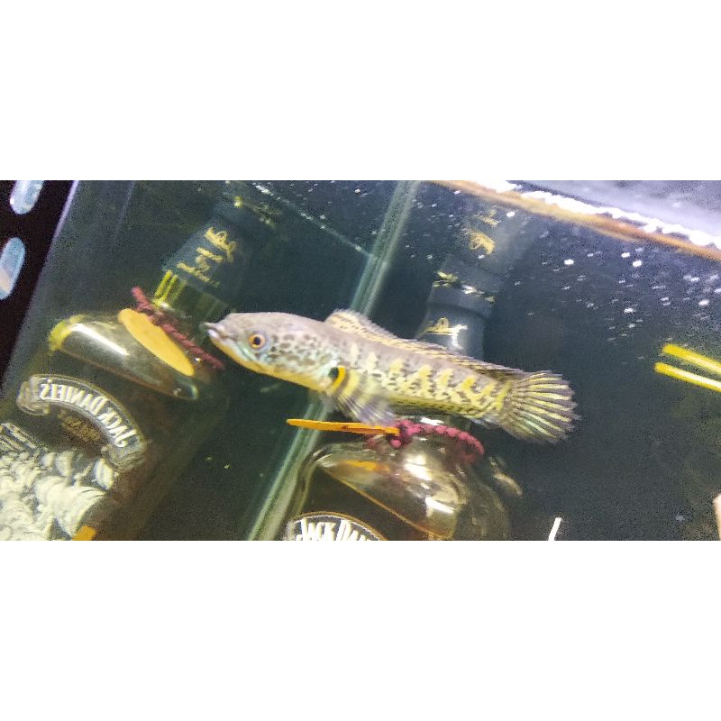 Channa Auranti 10-12cm PO