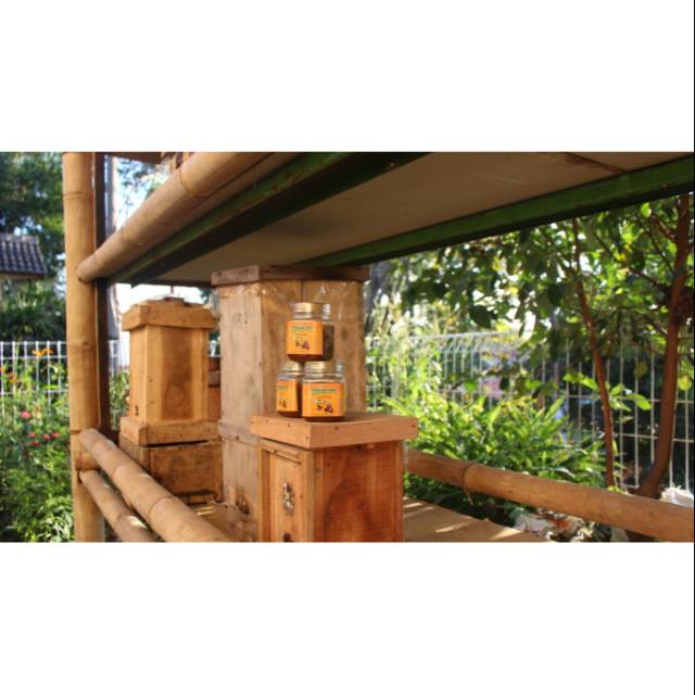 

Madu Asli Trigona Murni