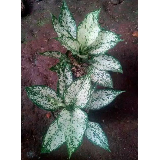 Tanaman hias aglonema snow white aglonema snow white