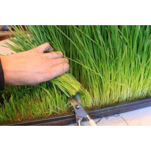 Benih Bibit Rumput Gantung Wheatgrass 60 Benih Dua Ribuan PG SBY