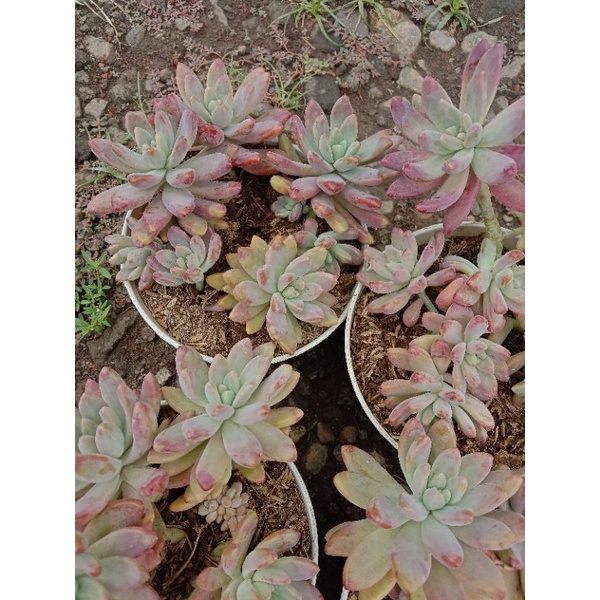 Sukulen Francesco Baldi Stress Merah | Sukulen LN