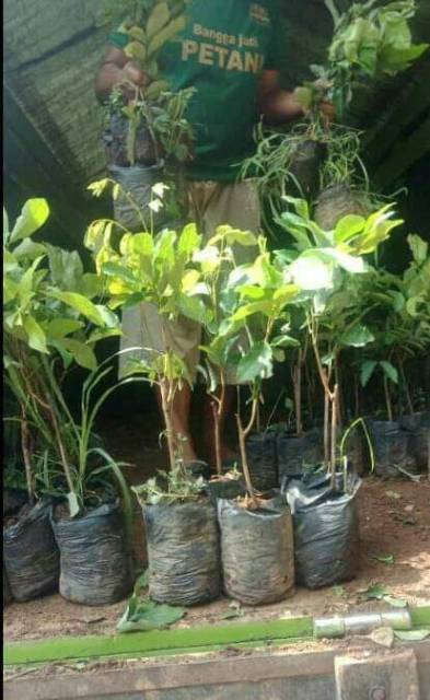 Bibit rambutan aceh subur stek okulasi cepat berbuah [Bibit Berkualitas Unggul]