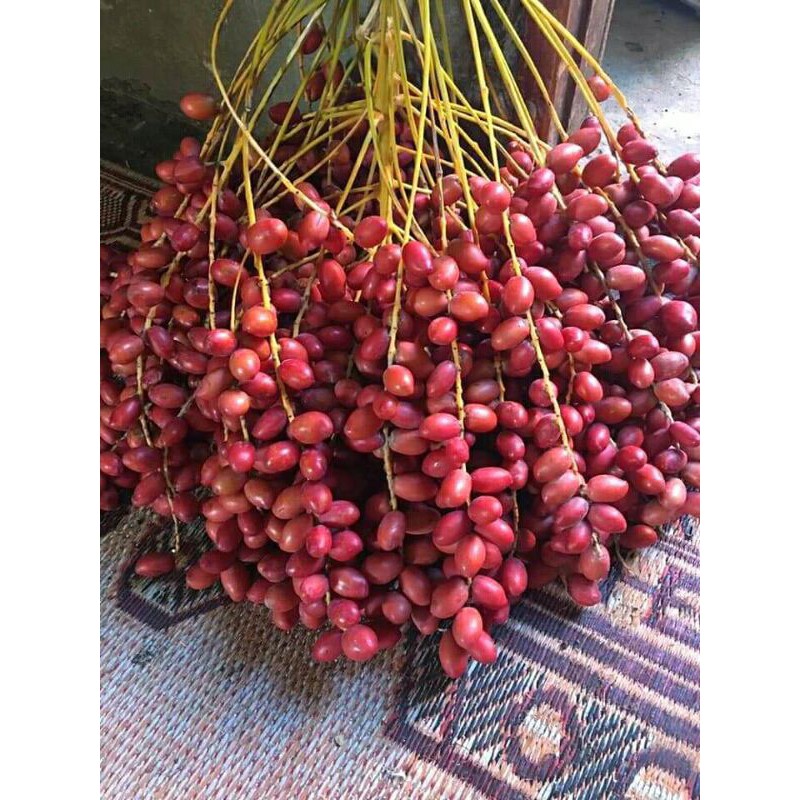 

kurma muda promil 1 kg