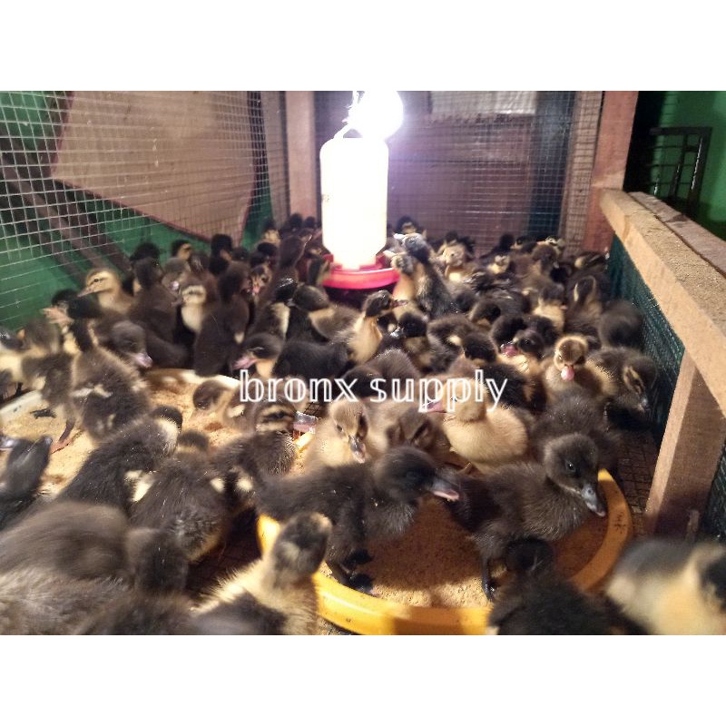 DOD HIBRIDA/Bibit Bebek Hibrida