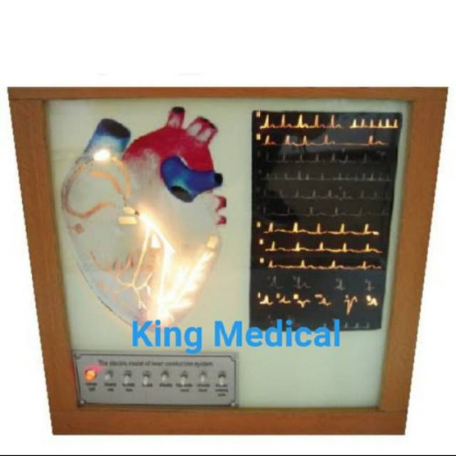 Alat Peraga Electric Heart Conduction System GL 7007