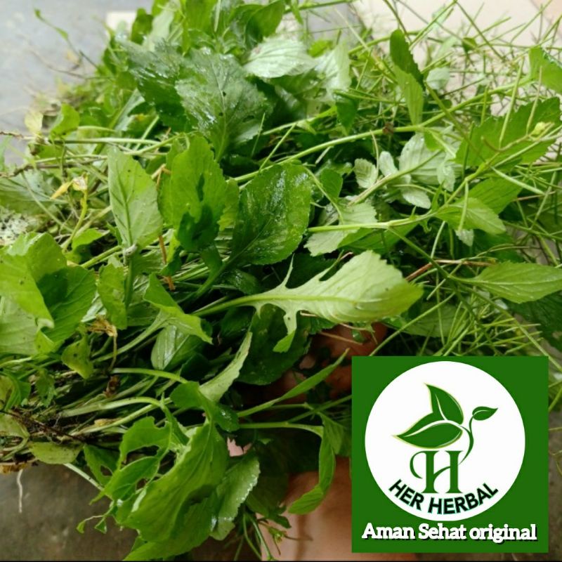 

daun kamanilan atau daun sawi liar atau daun sawi tanah segar herbal