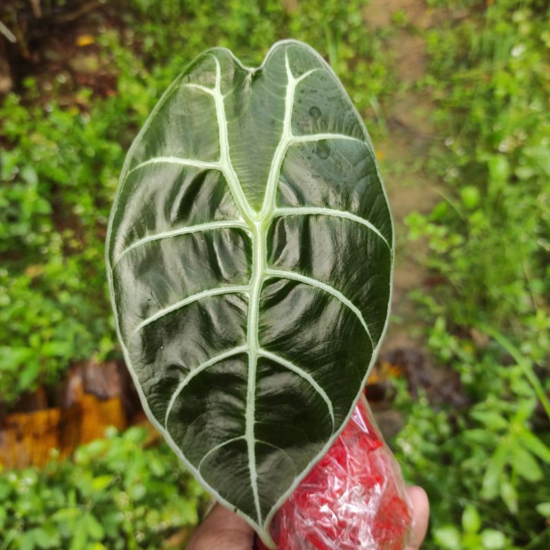 Alocasia watsonia glossy