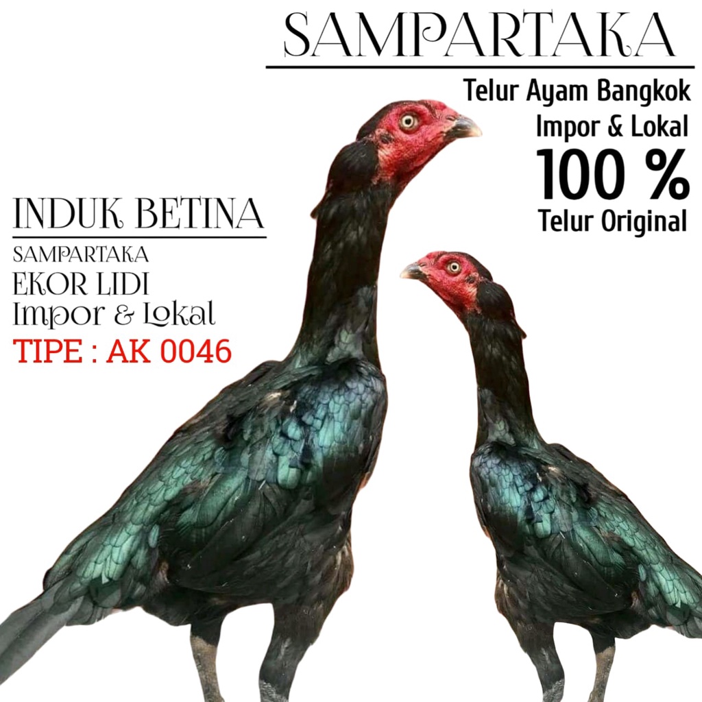 ayam laga telur fertil dari induk biang betina asli shamo mix lokal hias impor aduan tipe AK 0046