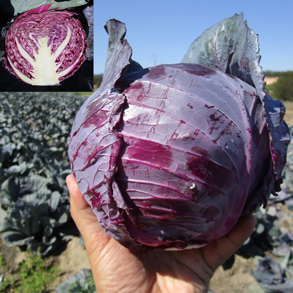 10 Biji Benih Kol Kubis Ungu F1 Scarlet Bibit Sayuran Cabbage Known You Seed Tanaman Sayur Unggul