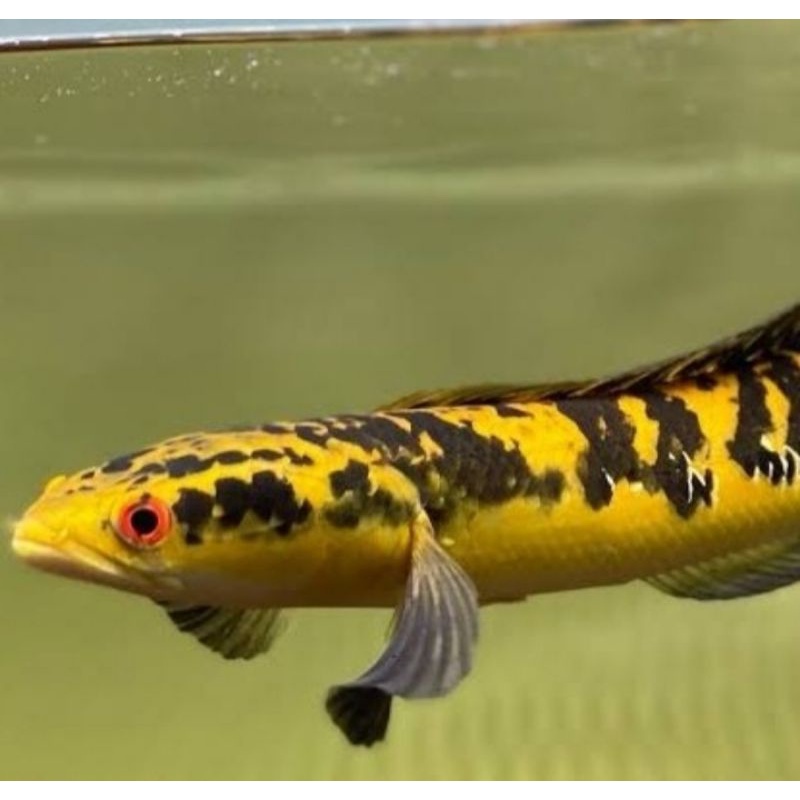 chana yellow sentarum