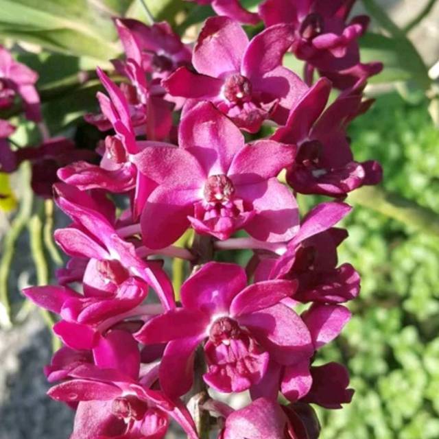 Anggrek Ekor Tupai Bangkok Rhyncontilis Gigantea Pink