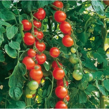 (Isi 20 Butir) Benih Tomat Permata Unggul