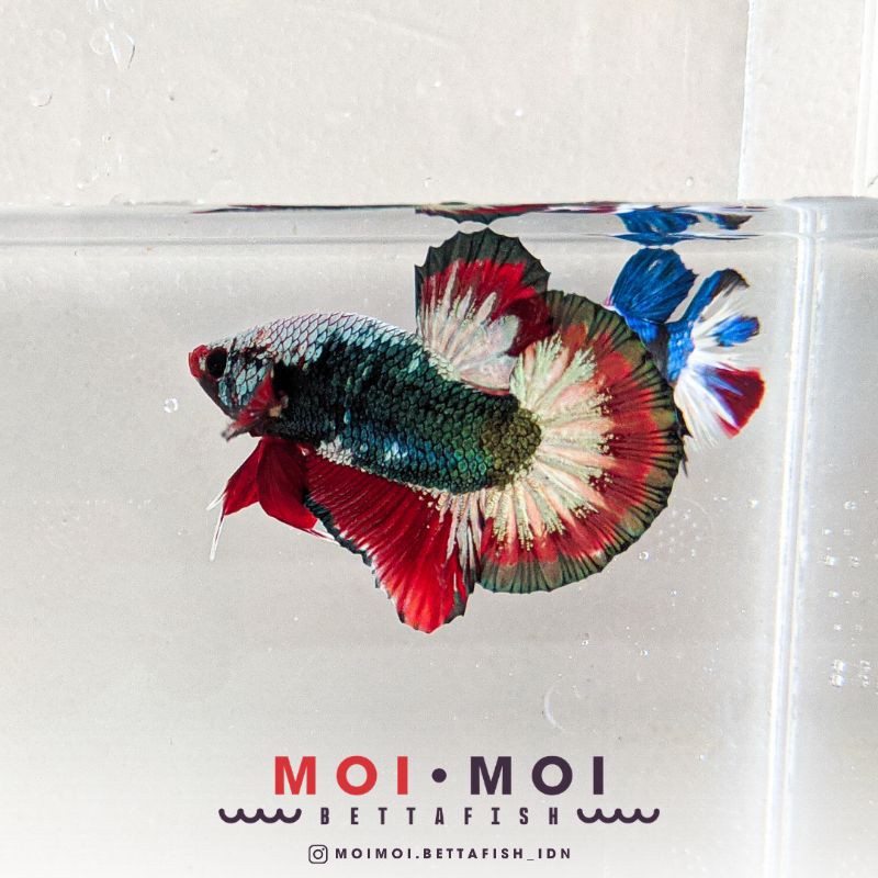 Ikan Cupang FCCP Ws Army