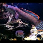 LIMBATA WC SUPER DISKON KUALITY RIM TEBAL TANGKAPAN ALAM