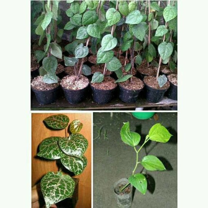 Paket 2 Bibit Sirih Merah dan Sirih Hitam