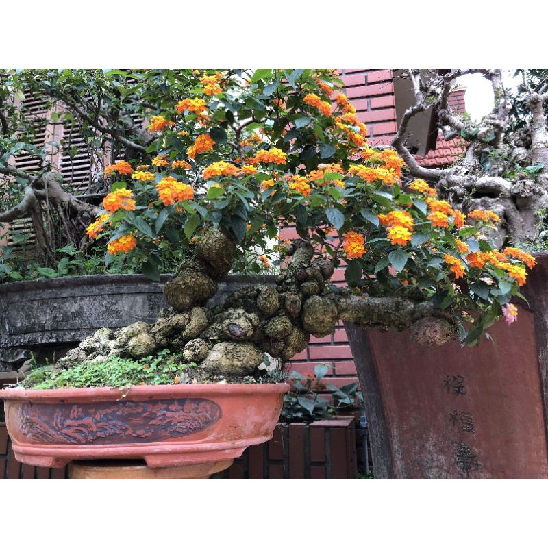 BAHAN BONSAI LANTANA CAMARA BUNGA KUNING ORANYE PROSFEK