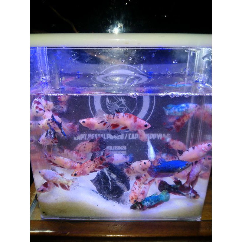 CUPANG FEMALE RED KOI GALAXY,FANCY,MARBLE, MULTICOLOUR SIAP BREED USIA MATANG