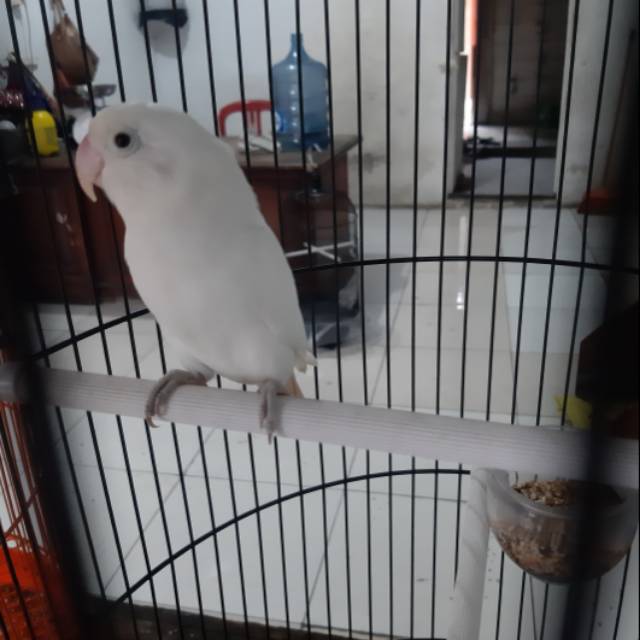 Lovebird albino mata hitam