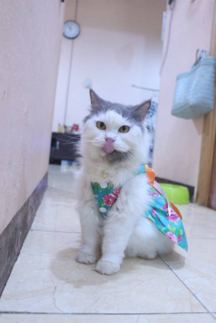 Dress ala korea lucu untuk kucing dan anjing / baju kucing murah size S-XL