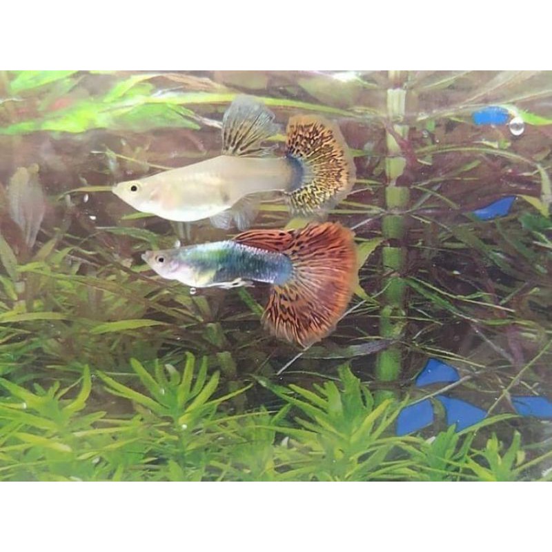 

Ikan guppy red dragon 1 pair pasangan