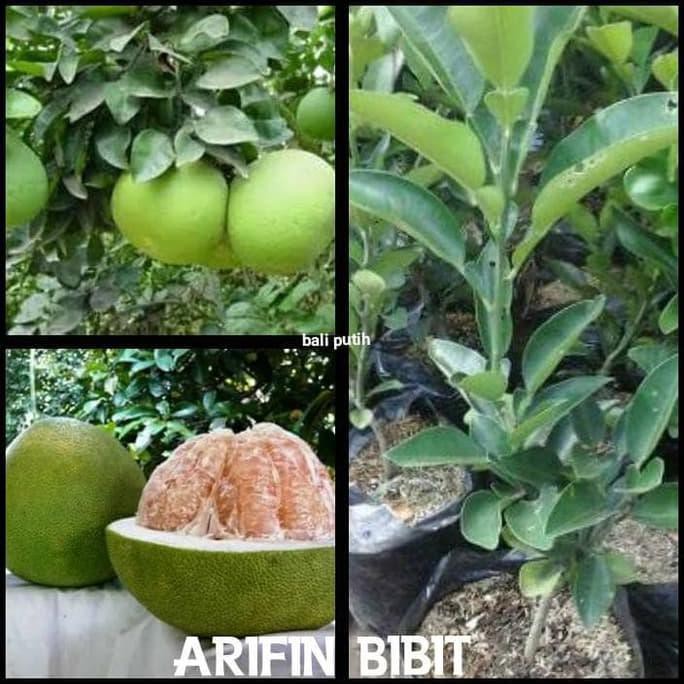 Bibit Jeruk Bali Putih
