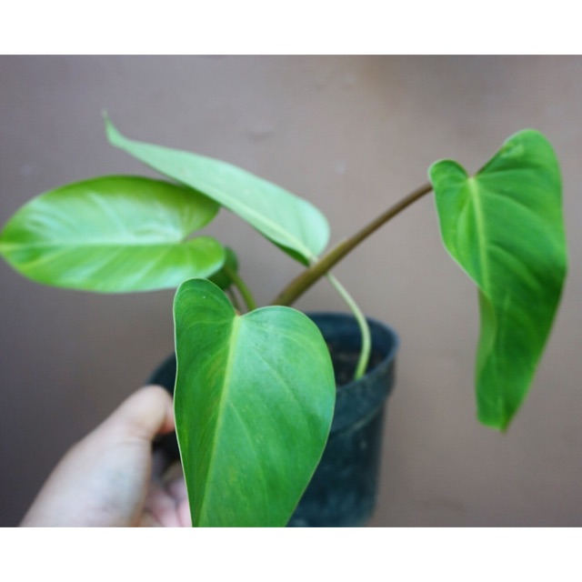 Philodendron Erubescens Shopee Indonesia