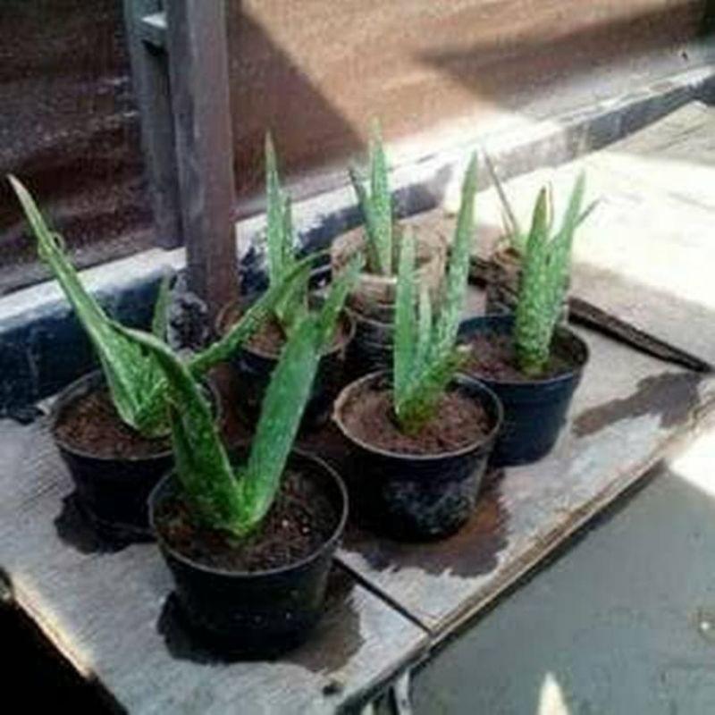 Bibit LIDAH BUAYA Jumbo Original ( asli lidah buaya jumbo)