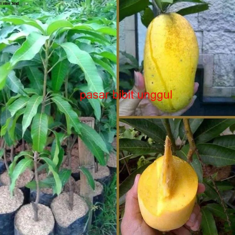 Bibit Buah Mangga Chokanan Okulasi-Bibit Tanaman Mangga Chokanan-Bibit Mangga Chokanan Berkualitas