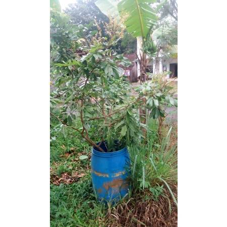 KELENGKENG TABULAMPOT