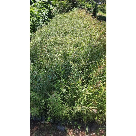 biji kayu putih 500gr