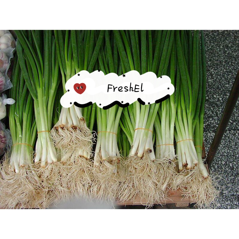 

FreshEl - DAUN BAWANG KECIL / KASWARI
