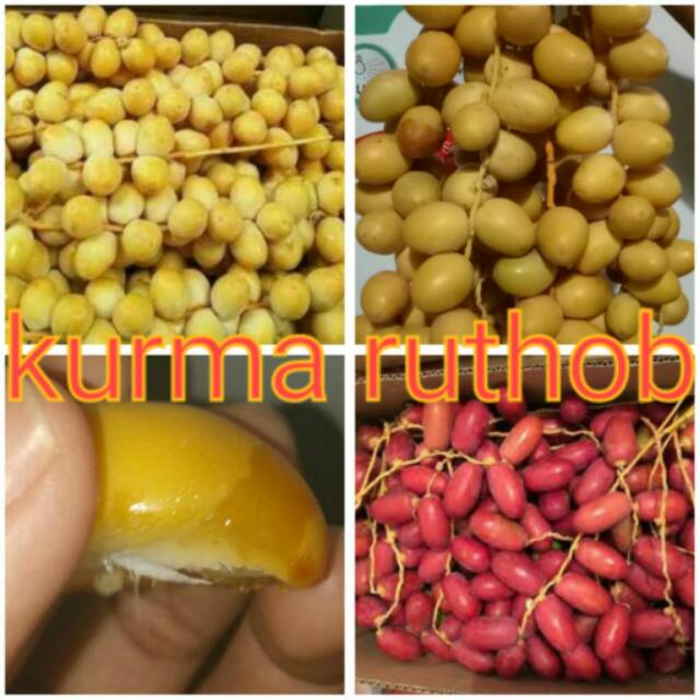 

Kurma Muda Kuning / Merah / hijau