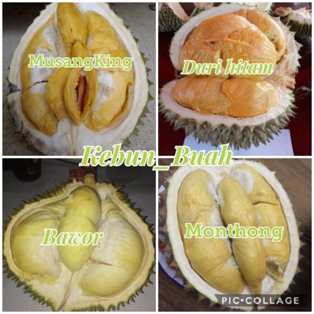 Paket 4 Bibit Tanaman Durian Musangking Bawor Duri Hitam Monthong Shopee Indonesia