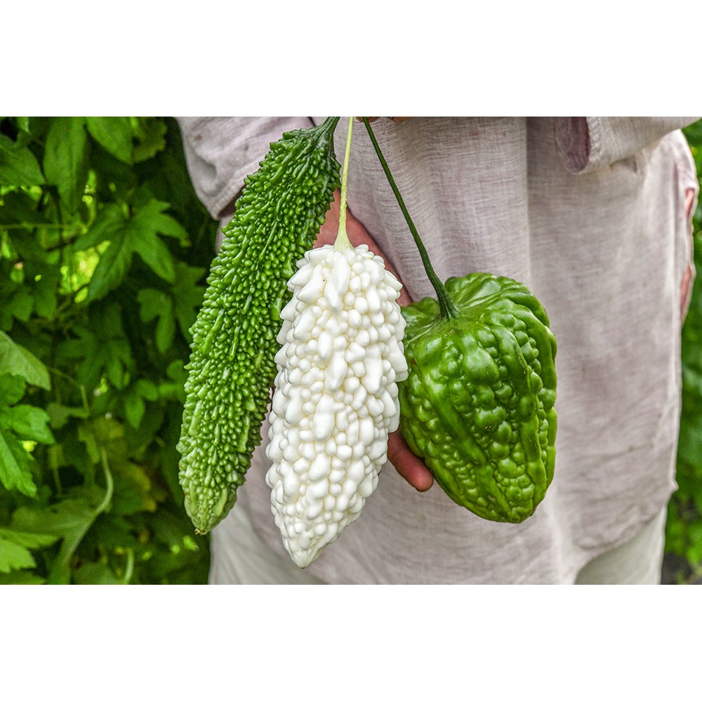 Benih Bibit Biji - Pare Putih Susu Jyunpaku Okinawa Pure White Bitter Melon Seeds - Pare Tidak Pahit! Rasa Manis