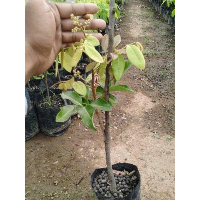 bibit kelengkeng merah berbunga