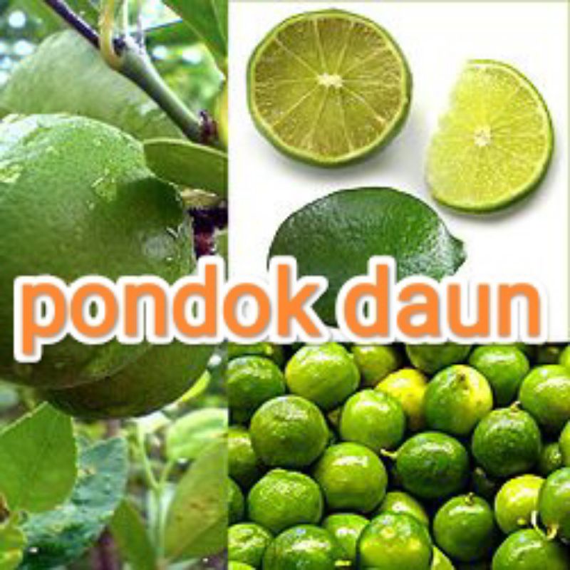 

JERUK NIPIS FRESH DARI KEBUN