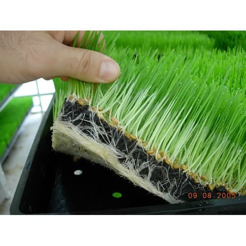 Tray semai padi tray semai microgreen wheat grass size M 5386H