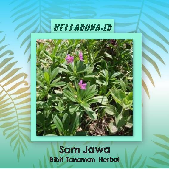

Bibit Tanaman Herbal Som Jawa
