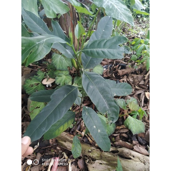 Nangka Sayur