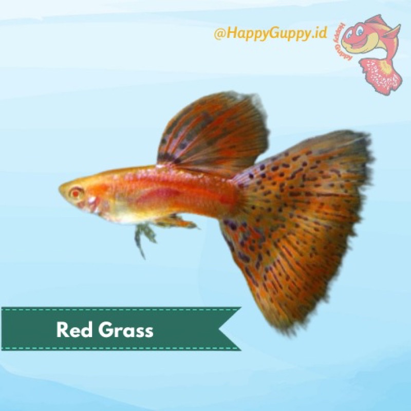 Ikan Hias Guppy Red Grass