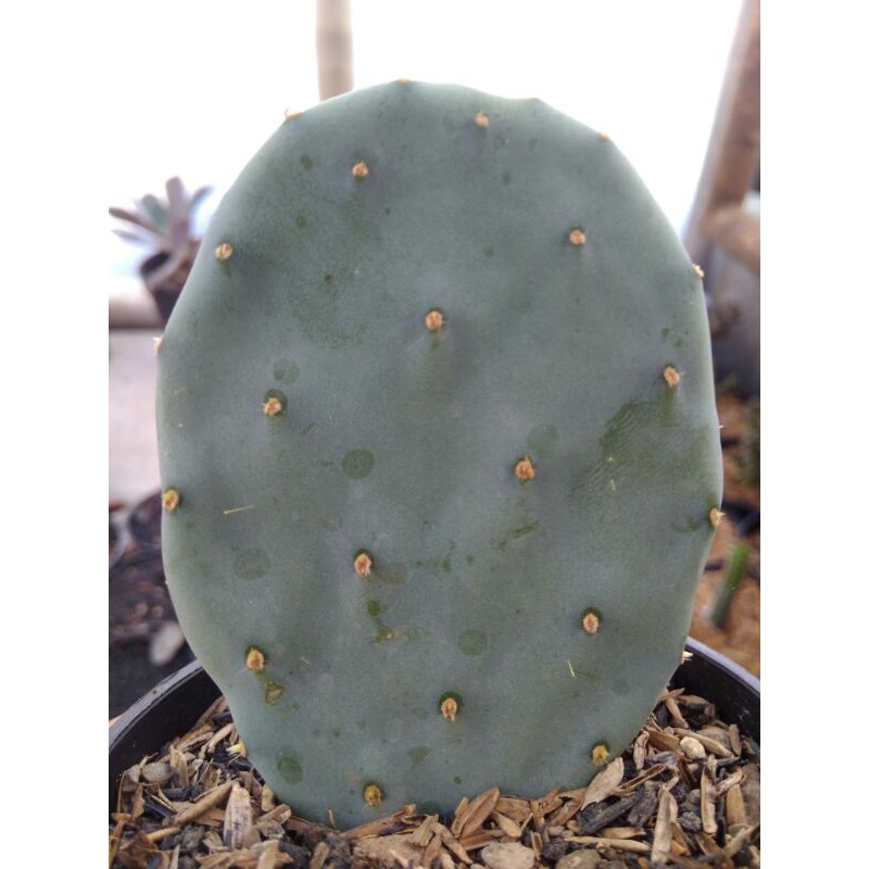 kaktus / opuntia robusta (Mickey blue)
