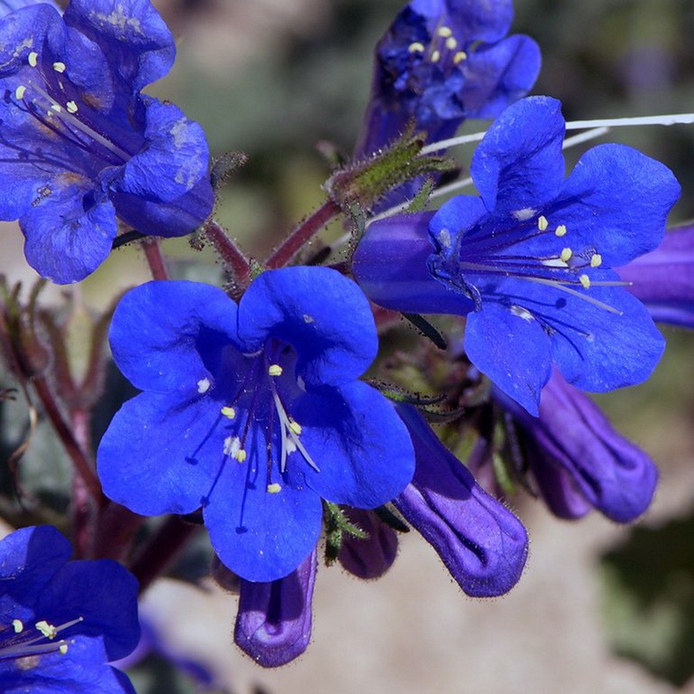 PlantaSeed - 20 Seeds - California Bluebell Phacelia Biji - PAS0215