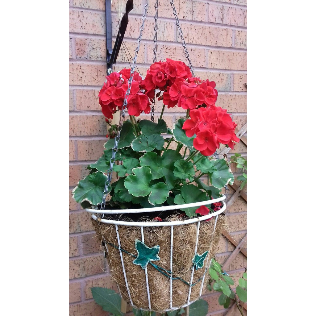 Geranium gantung Merah - Tanaman Hias Geranium Merah Gantung paktanibunga