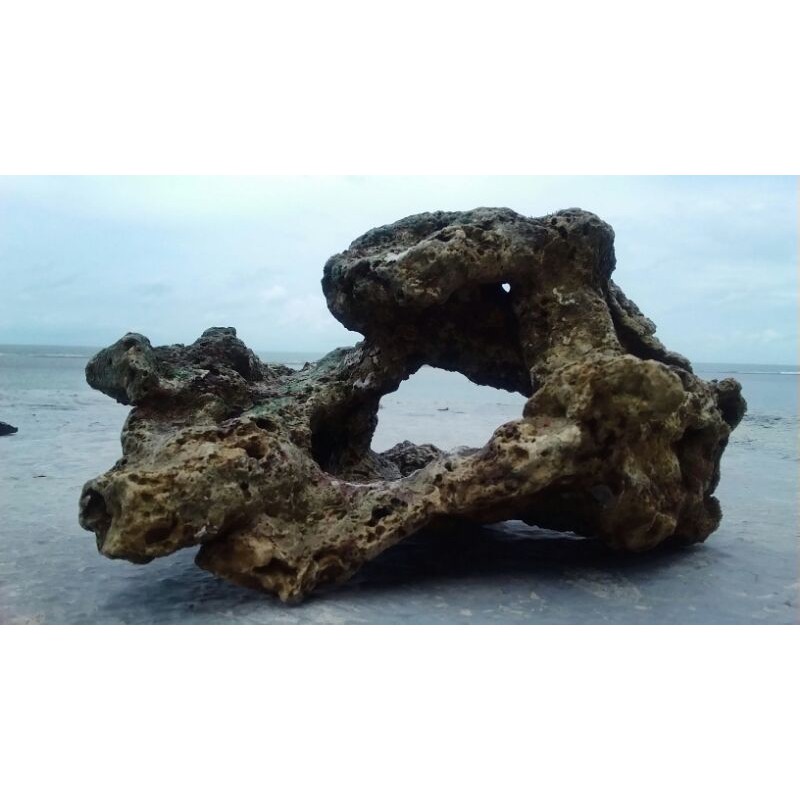 batu karang rumah ikan aquarium aquascape bonsai